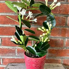 Stephanotis Plant